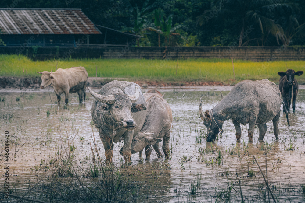 Buffalo and cattle grazing at wet flood rice field Buffalo and cattle grazing at wet flood rice field