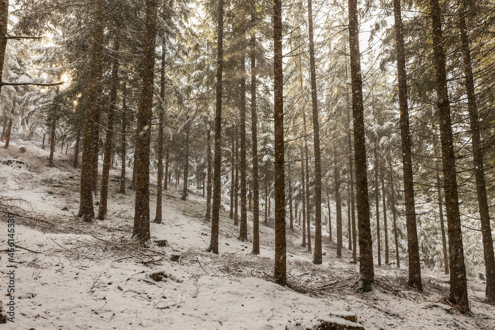 Winterwald in Bayern Winterwald in Bayern