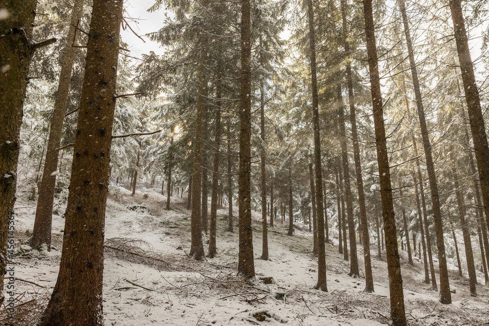 Fototapeta premium Winterwald in Bayern