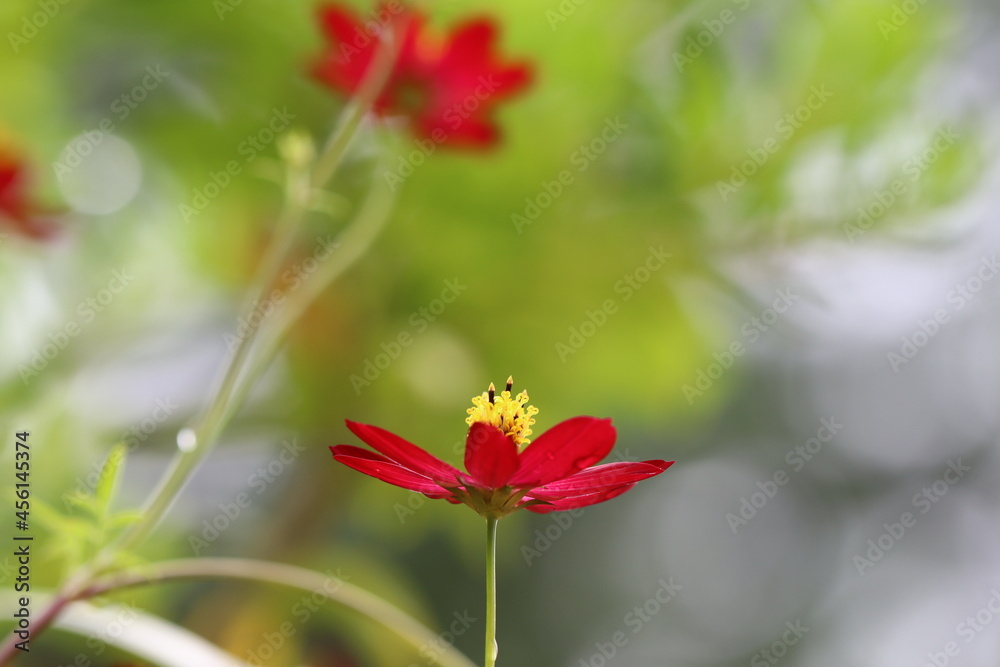 とても美しい赤いコスモスの花。