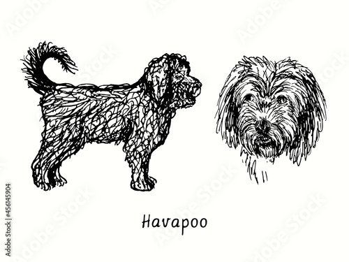 Havapoo (Poovanese, Havadoodle, or Island Mini Doodle) collection standing side view and head. Ink black and white doodle drawing in woodcut style.