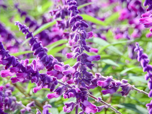 サルビア・ファリナセア・ブルー。独特のカラーで花茎と色鮮やかな紫青色という花色の対照が美しい。花姿はとても清楚で人気の花です。