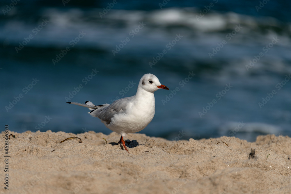 Möwe mit roten Beinen und rotem Schnabel läuft in der Morgensonne im Sand an der Ostsee. Möwe mit roten Beinen und rotem Schnabel läuft in der Morgensonne im Sand an der Ostsee.