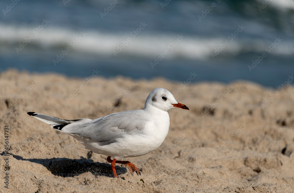 kleine Möwe läuft im Sand am Ostseestrand. kleine Möwe läuft im Sand am Ostseestrand.