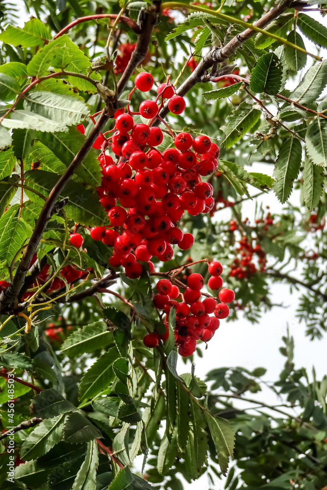 Close up of rowan tree with bunch of orange, red berries on branches. Many green leaves around. Autumn of fall mood. September 2021. Estonia, Europe