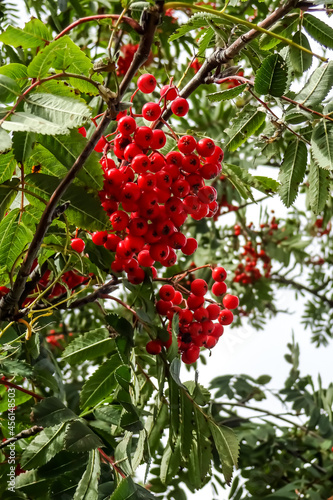 Close up of rowan tree with bunch of orange  red berries on branches. Many green leaves around. Autumn of fall mood. September 2021. Estonia  Europe