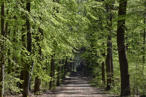 Waldweg