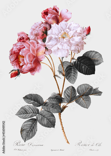 Vintage pink damask rose vector, remix from original artwork.