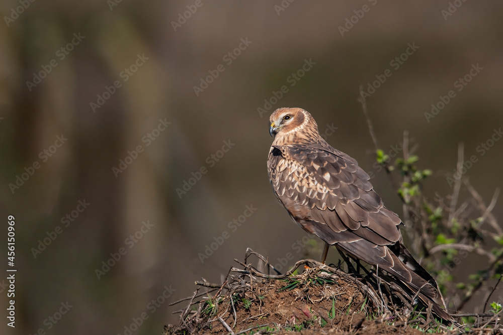 Chicken Harrier (Circus cyaneus) perched on the ground, back view, full frame. Chicken Harrier (Circus cyaneus) perched on the ground, back view, full frame.