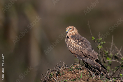 Chicken Harrier (Circus cyaneus) perched on the ground, back view, full frame.