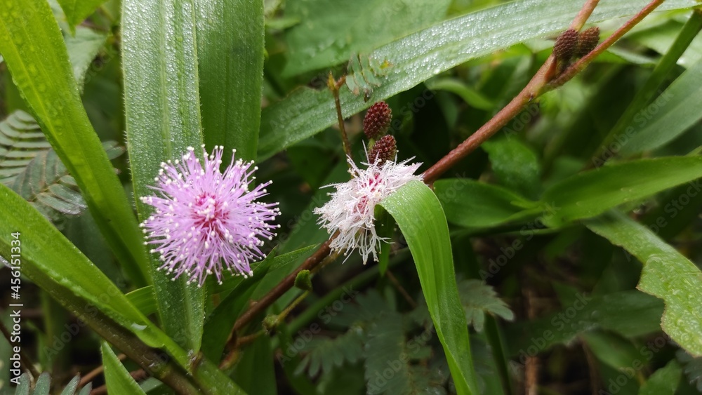 Obraz premium Photos of various kinds of ornamental plants in the Cikancung area, Indonesia