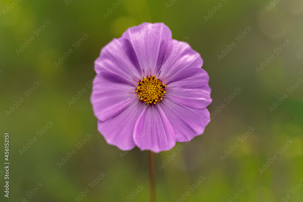 Flower Cosmos purple color on a greens blurred background. Flower Cosmos purple color on a greens blurred background.