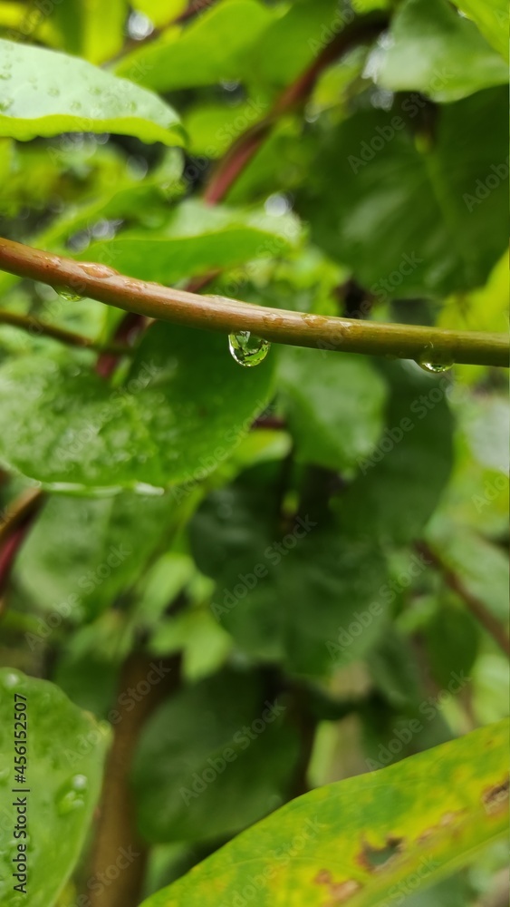 Photo of water drops on cassava leaves and stems in the morning Photo of water drops on cassava leaves and stems in the morning