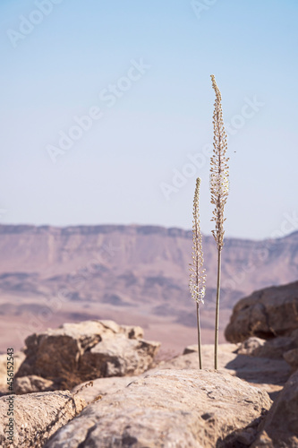 two Urginea maritima sea squill flower stalks pop out of the limestone cliff on the north rim of the Makhtesh Ramon Crater in Israel with a blue sky and blurred cliffs in the background