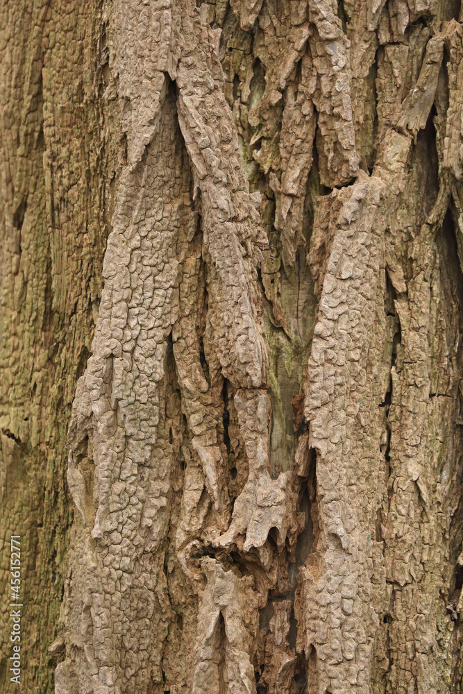 A close-up of the bark of False Acacia A close-up of the bark of False Acacia