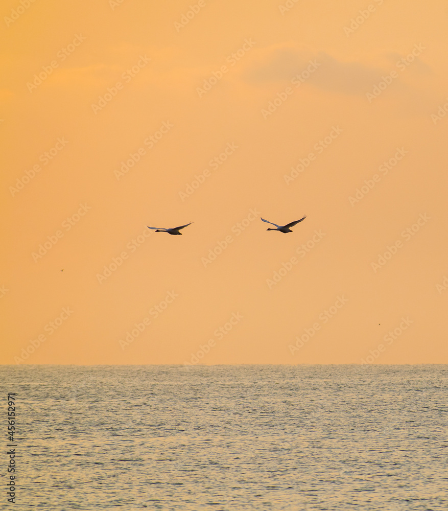 Pair of swans flying over the sea at sunrise. Card cover, greetings or invitation card- concept.