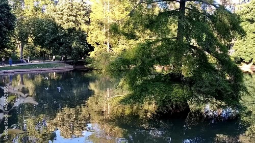 Small pond by Crystal palace building in Retiro park in Madrid, Spain. Water reflects the skies beautifully and there is a magnificent tree right in the middle of the pond. People walking around. photo