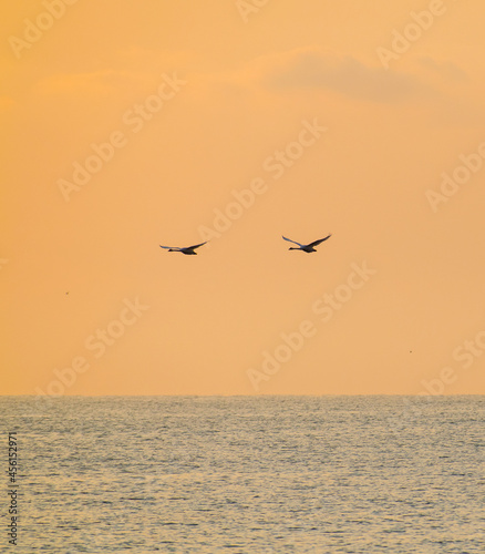 Pair of swans flying over the sea at sunrise. Card cover, greetings or invitation card- concept.