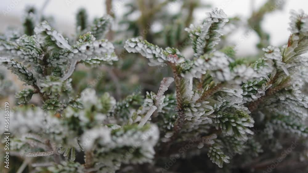 Roll shot left to right of pine branches with ice on them Roll shot left to right of pine branches with ice on them