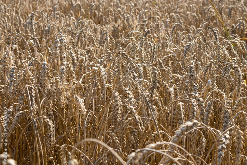 Fototapeta premium Field of Golden wheat under the blue sky and clouds