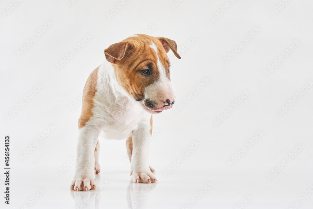 Miniature bull terrier puppy posing on white background. Portrait of a red or brown bull terrier in studio. Canine friend.