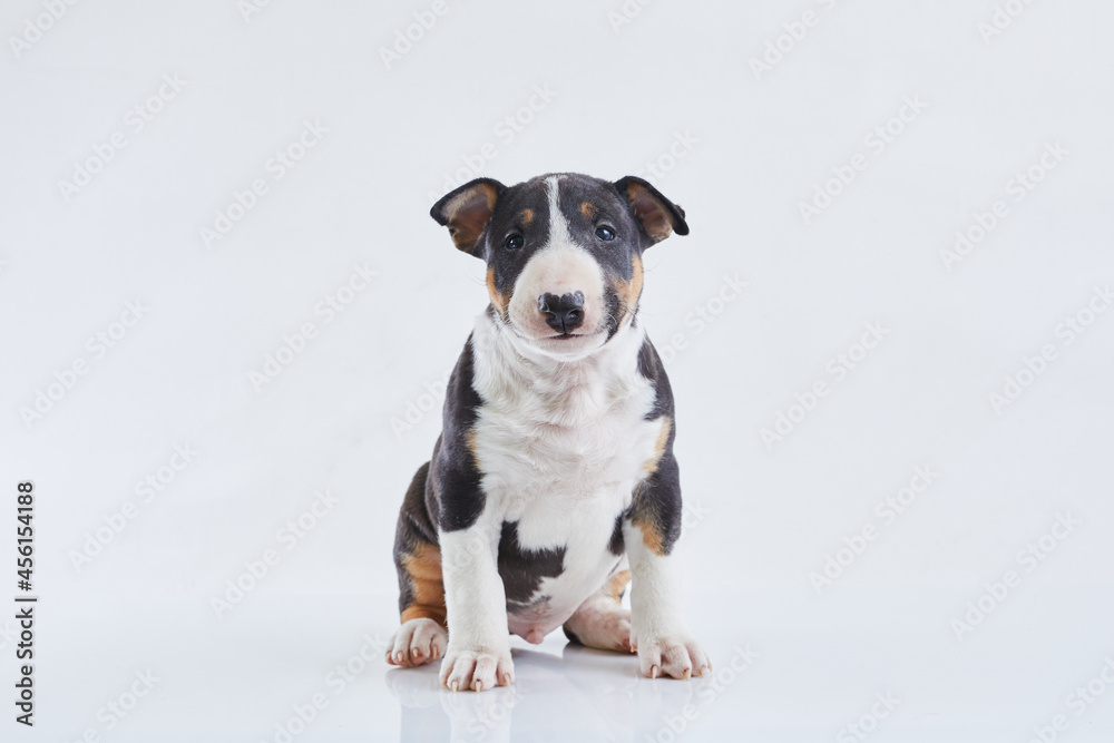 Adorable bull terrier puppy curious posing on studio white background. Miniature bullterrier boy.