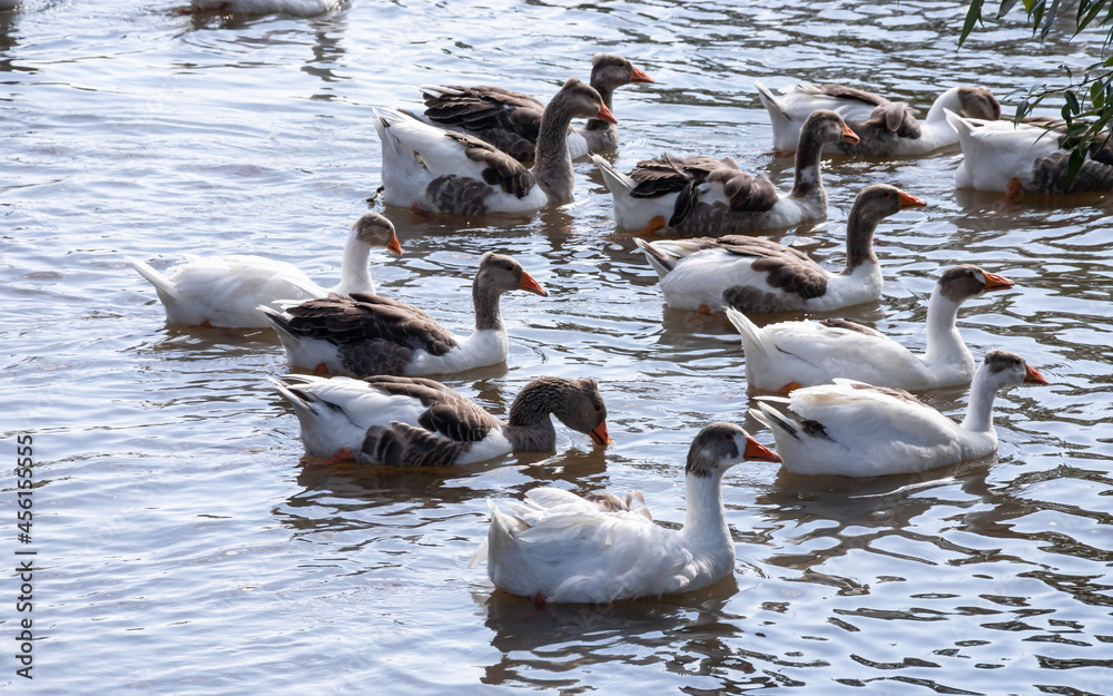 Fototapeta premium Gray geese swimming in the water. Domestic Geese Swimming