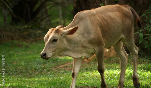 Young calf walking on the green grass, Thai baby ox resting in farmland, Livestock in the countryside of Thailand