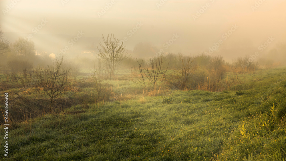 Sunset or sunrise in a field with green grass, path and trees in the background. In early summer or spring. Landscape after rain with a slight haze.