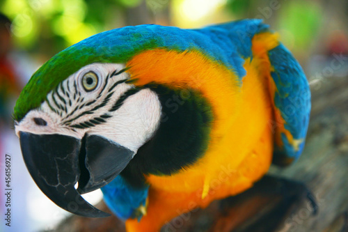 blue and yellow macaw ara