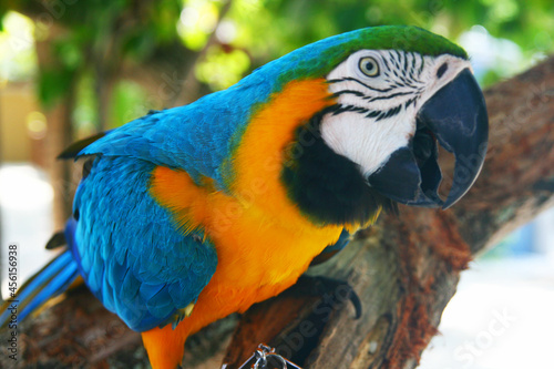 blue and yellow macaw ara