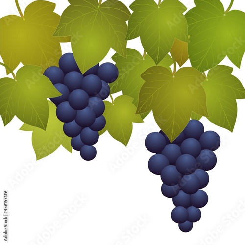 Grappes de raisins avec feuilles de vigne sur fond blanc