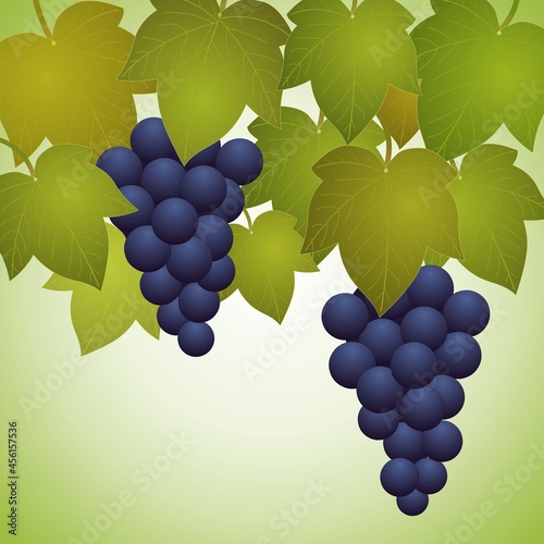 Grappes de raisins avec feuilles de vigne 