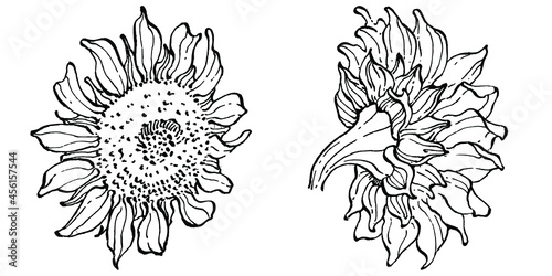 Sunflower flower. Floral botanical flower. Isolated illustration element. Vector hand drawing wildflower for background  texture  wrapper pattern  frame or border.