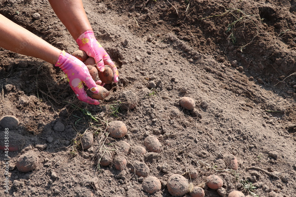 Woman's hands in gloves hold potatoes just picked from the ground Woman's hands in gloves hold potatoes just picked from the ground