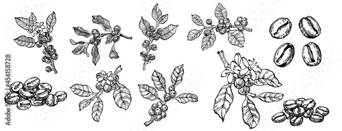 Coffee tree and beans in graphic style hand draw on white background. Isolated object with engraved style illustration. The best for design logo, menu, label, icon, stamp.