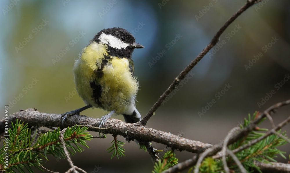 Obraz premium bird tit on a tree in the forest