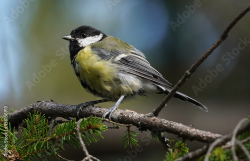 bird tit on a tree in the forest