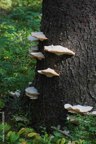 white mushrooms on a tree in the forest