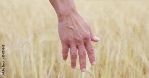 Female hand touching a golden wheat ear in the wheat field. 