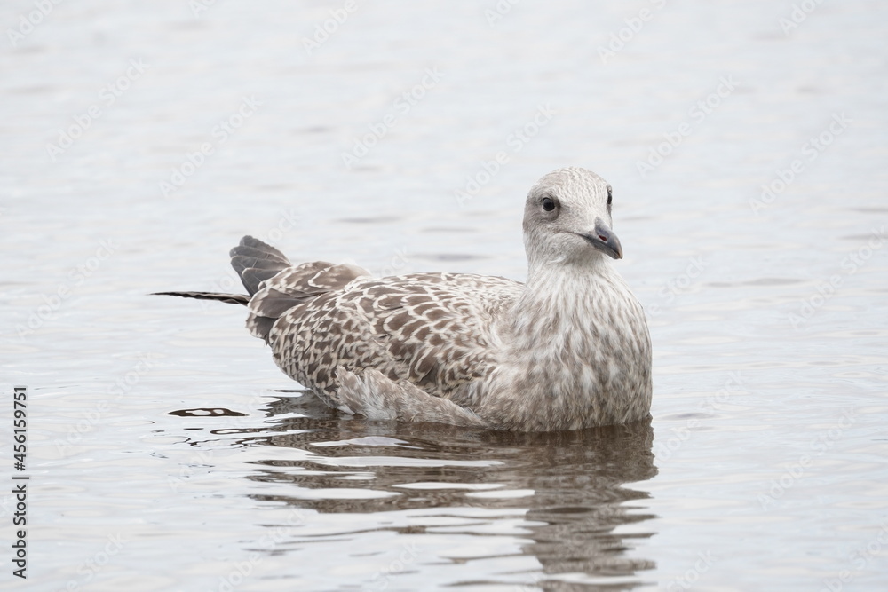 chick seagull on the river bank. summer chick seagull on the river bank. summer