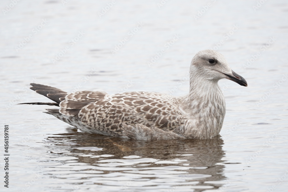 chick seagull on the river bank. summer chick seagull on the river bank. summer
