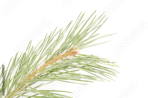 spruce branches on a white background