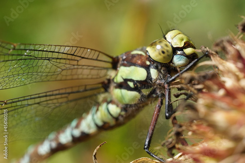 dragonfly on a plant stem. summer