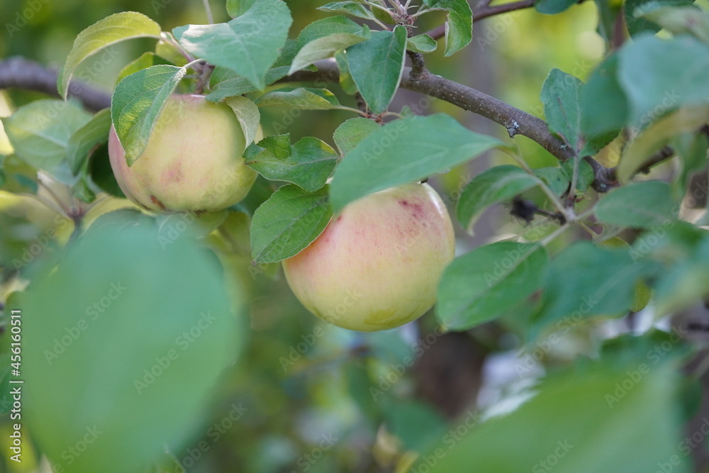 beautiful apples on the branches. autumn beautiful apples on the branches. autumn