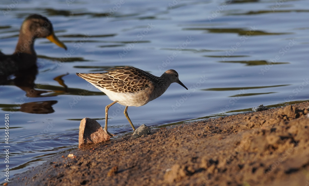 female Ruff Philomachus pugnax on the river bank female Ruff Philomachus pugnax on the river bank