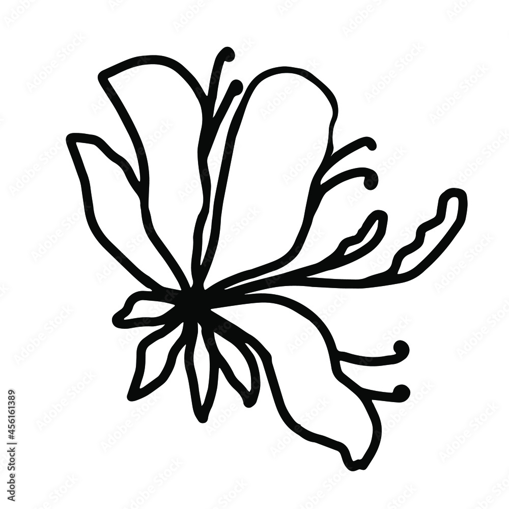 Line art lily flower , isolate on white background
Line art lily flower , isolate on white background