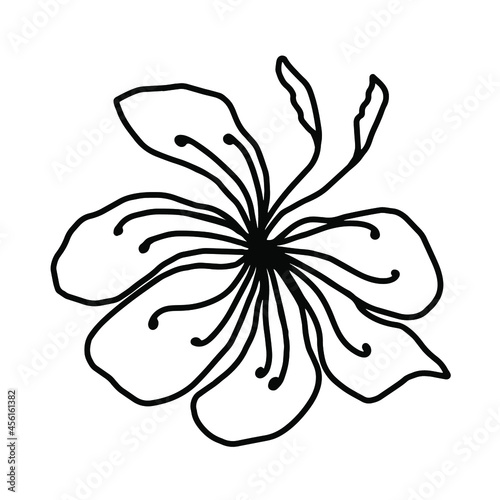 Line art lily flower , isolate on white background 