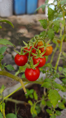 The photo of the cherry tomatoes planted by my aunt look quite ripe and ready to be harvested