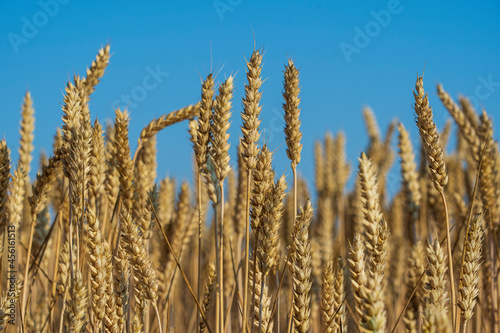 Golden wheat field on a sunny day against blue sky in the morning, close up